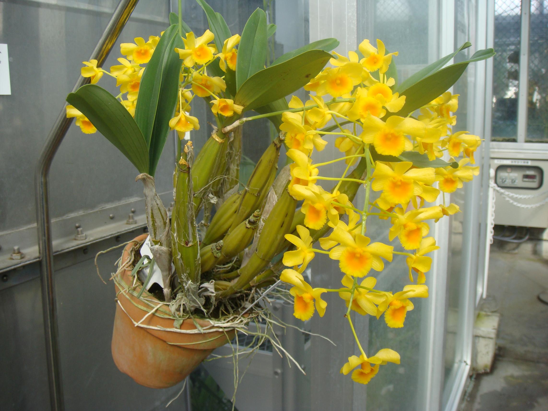 Dendrobium chrysotoxum 2024